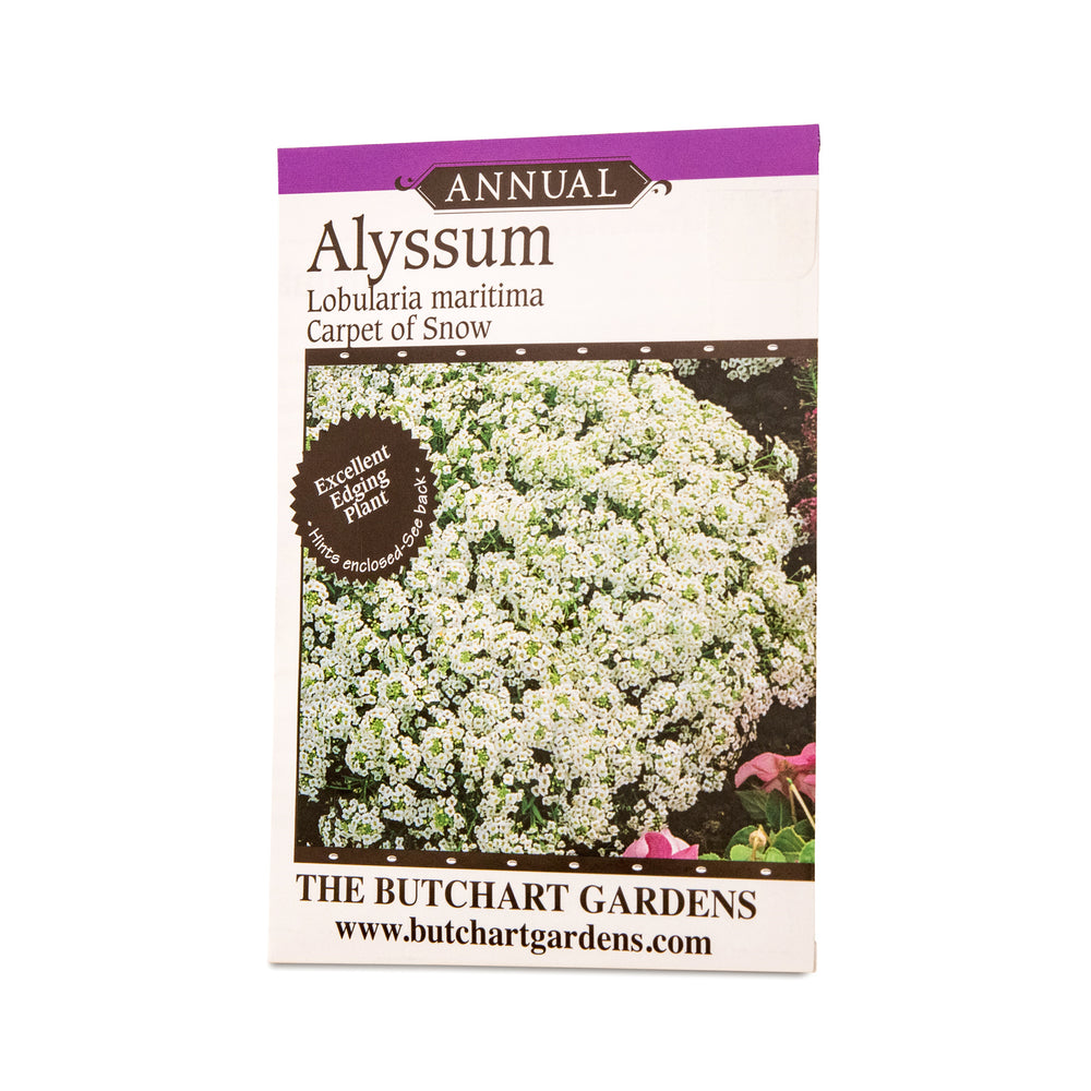 SEED ALYSSUM CARPET OF SNOW