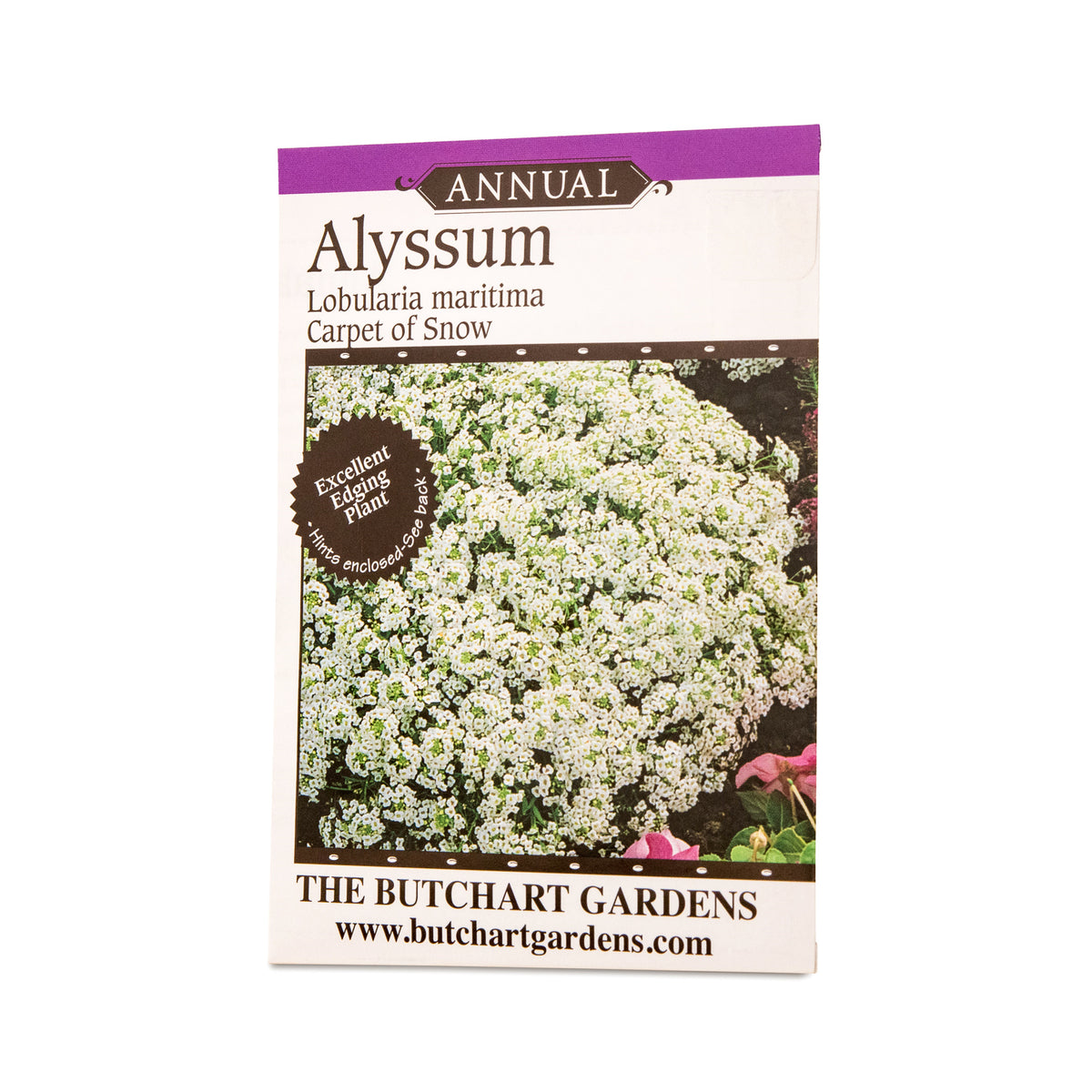 SEED ALYSSUM CARPET OF SNOW