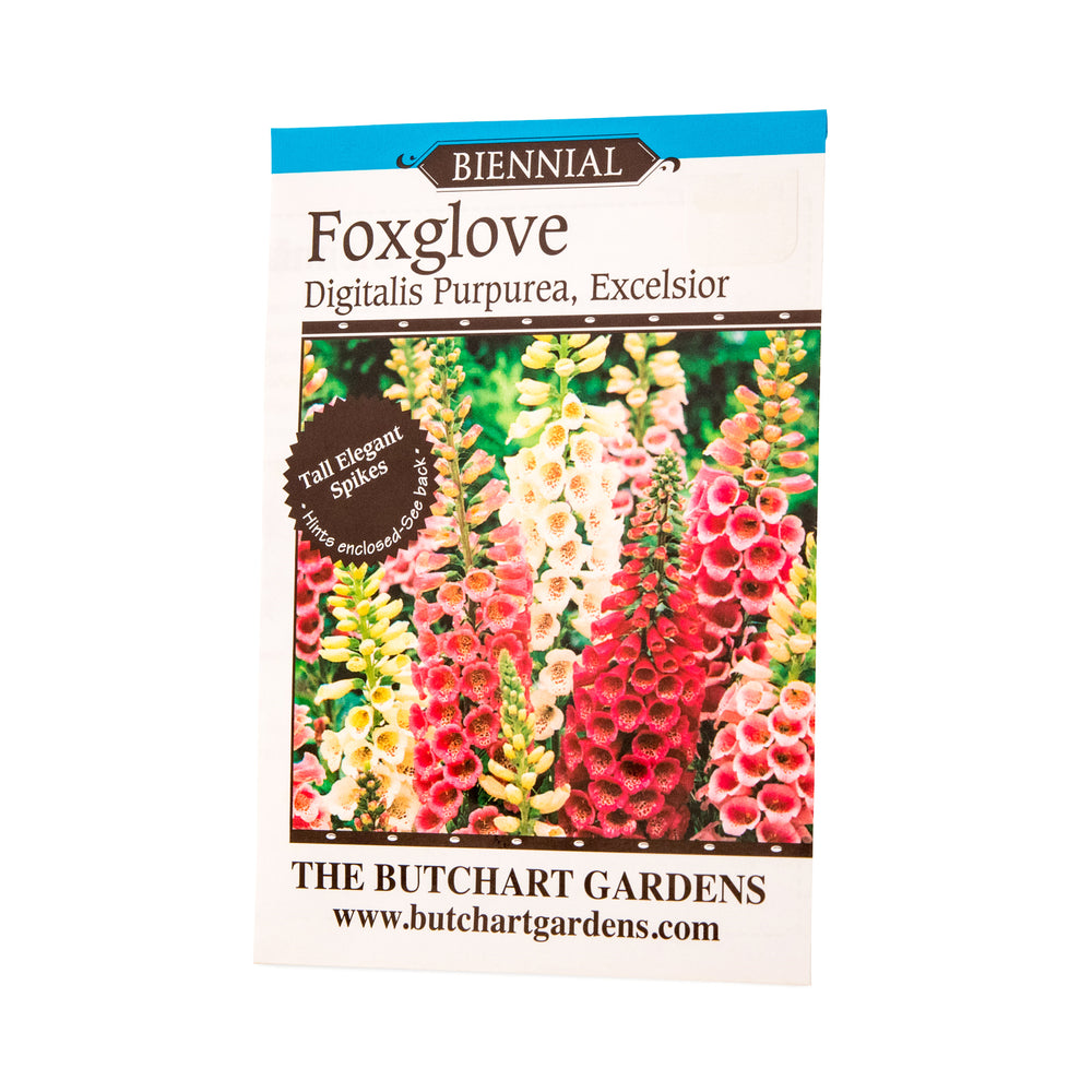 SEED FOXGLOVE