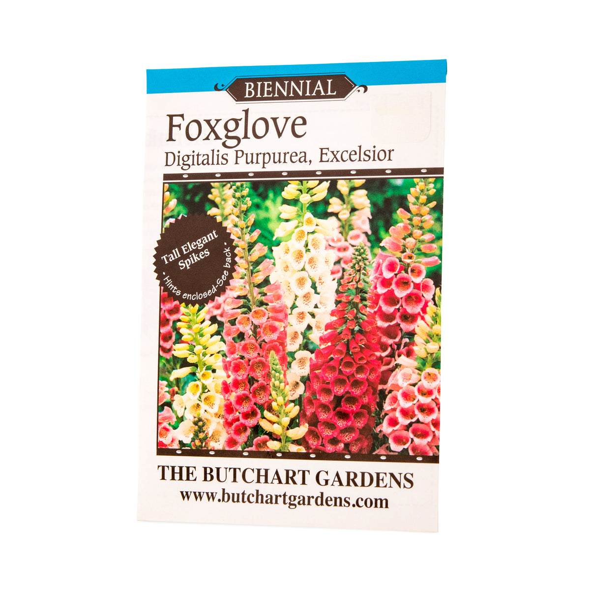 SEED FOXGLOVE