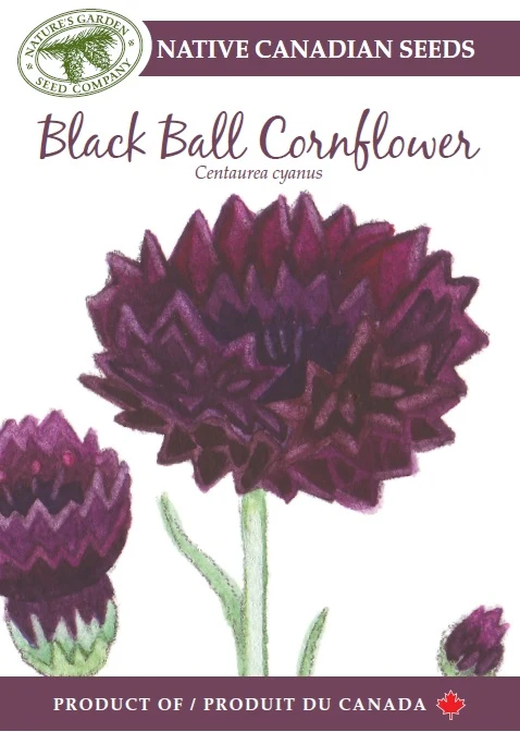 SEEEDS BLACK BALL CORNFLOWER