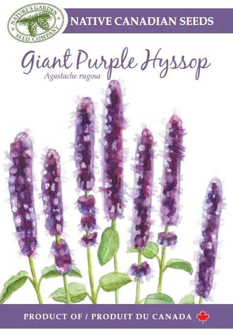 SEEEDS GIANT PURPLE HYSSOP