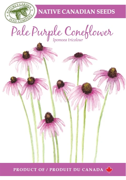 SEEEDS PALE PURPLE CONEFLOWER