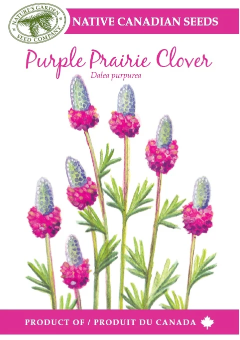 SEEEDS PURPLE PRAIRIE CLOVER