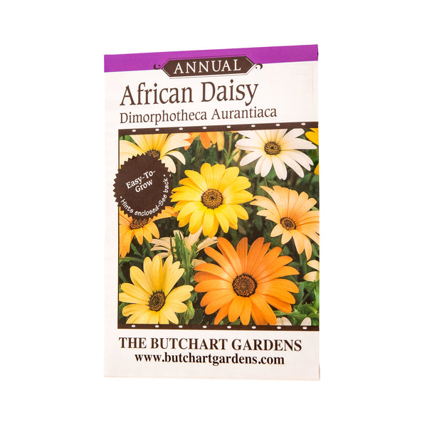 SEED AFRICAN DAISY