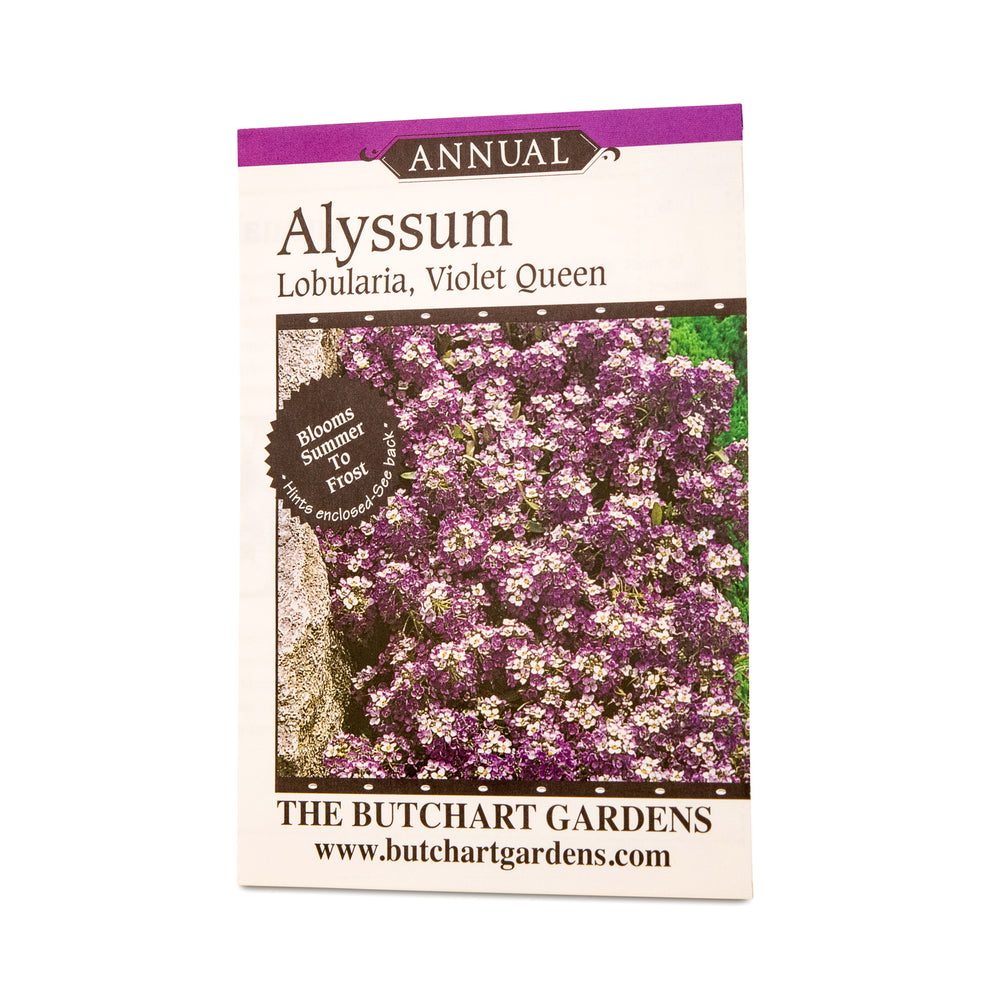 SEED ALYSSUM VIOLET QUEEN