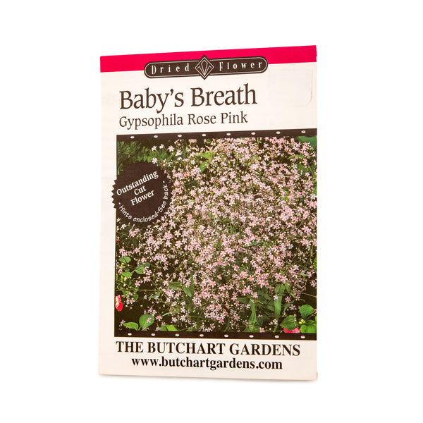 SEED BABYS BREATH PINK