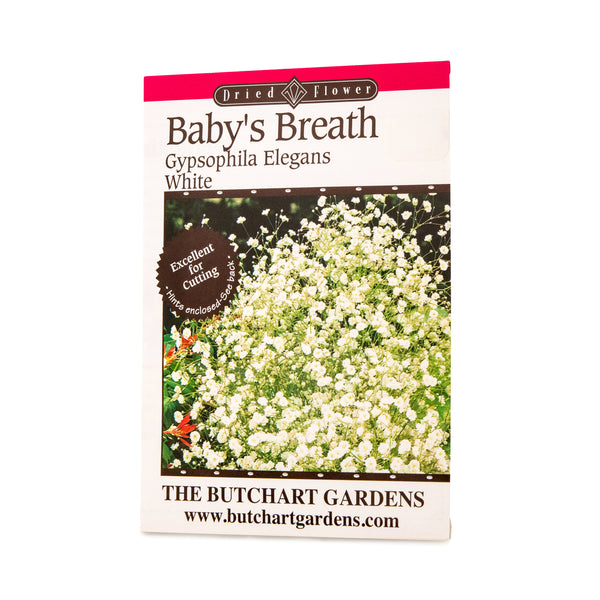 SEED BABYS BREATH WHITE