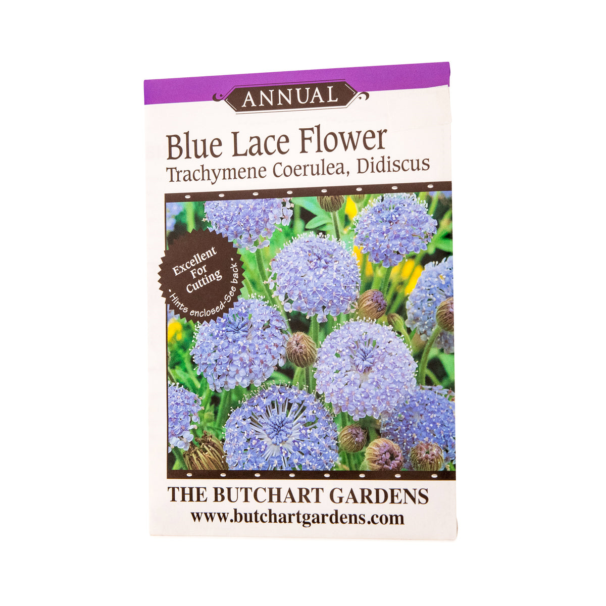 SEED BLUE LACE FLOWER