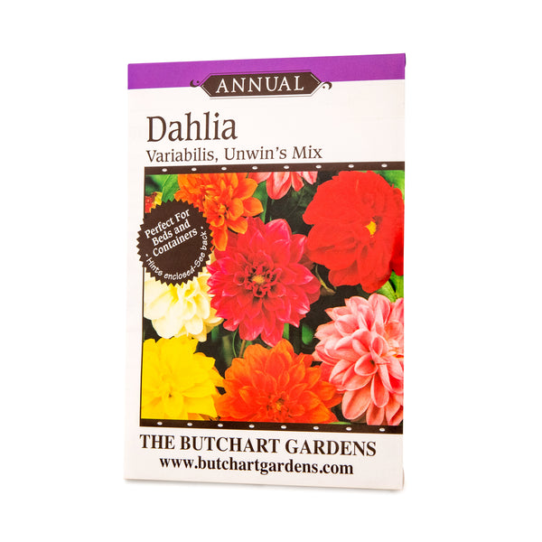 SEED DAHLIA