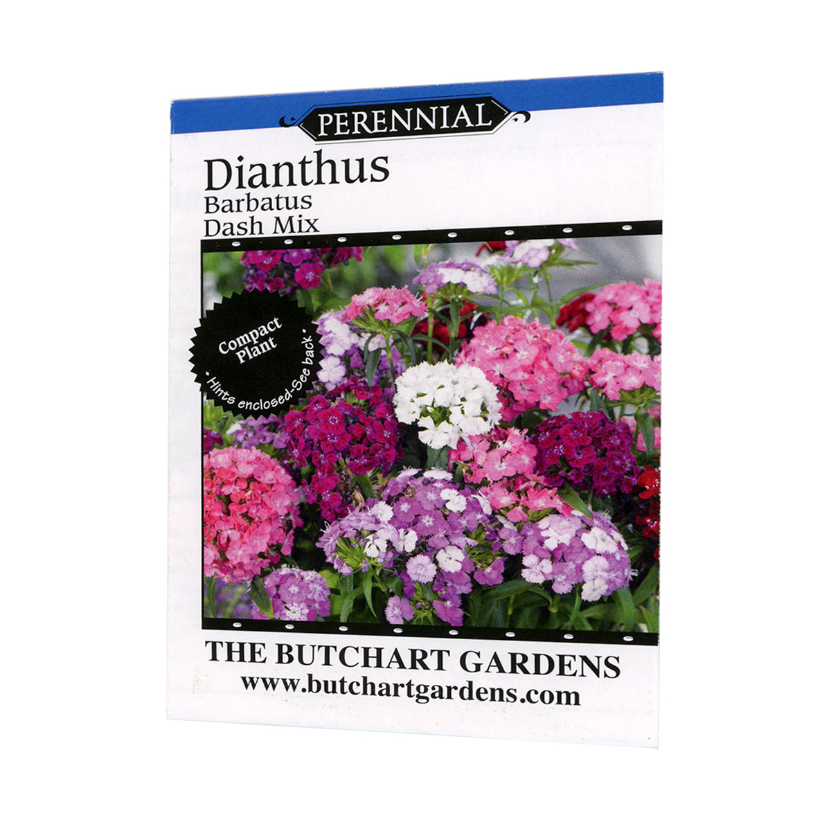 SEED DIANTHUS DASH MIX