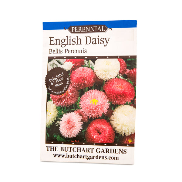 SEED ENGLISH DAISY