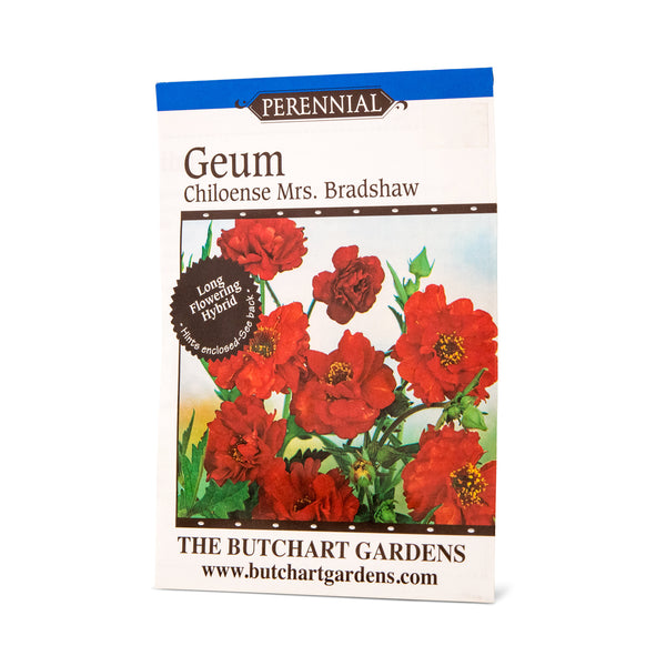 SEED GEUM