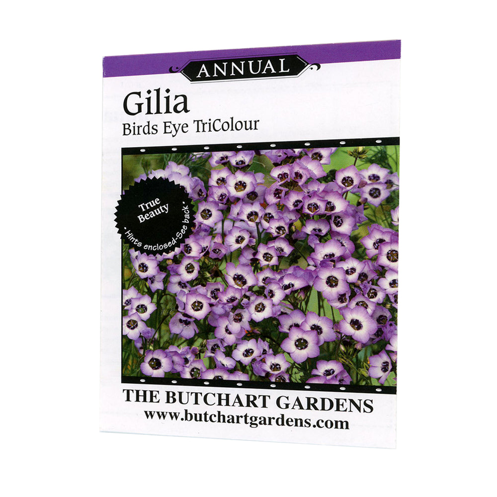 SEED GILIA BIRDS EYE