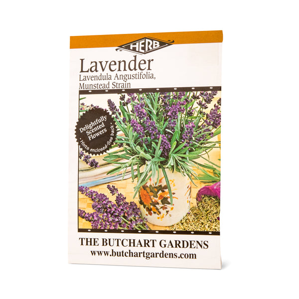 SEED LAVENDER