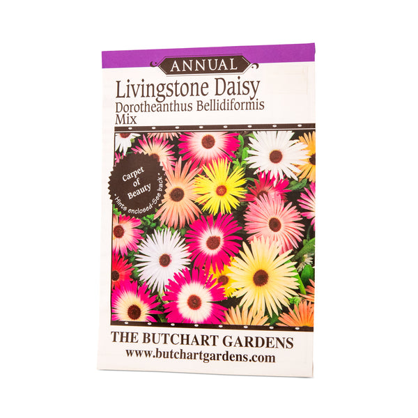 SEED LIVINGSTONE DAISY