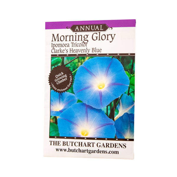 SEED MORNING GLORY