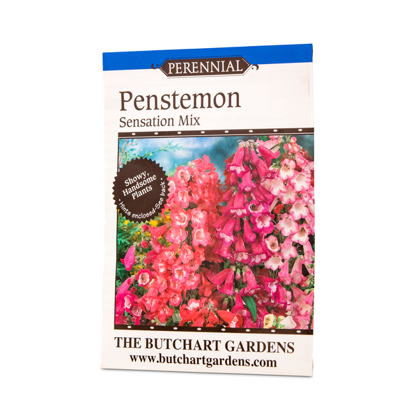 SEED PENSTEMON