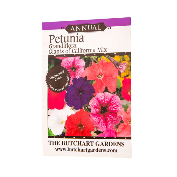 SEED PETUNIA