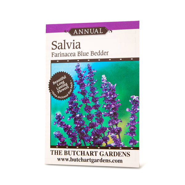 SEED SALVIA BLUE BEDDER