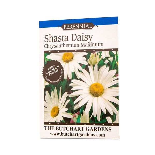 SEED SHASTA DAISY