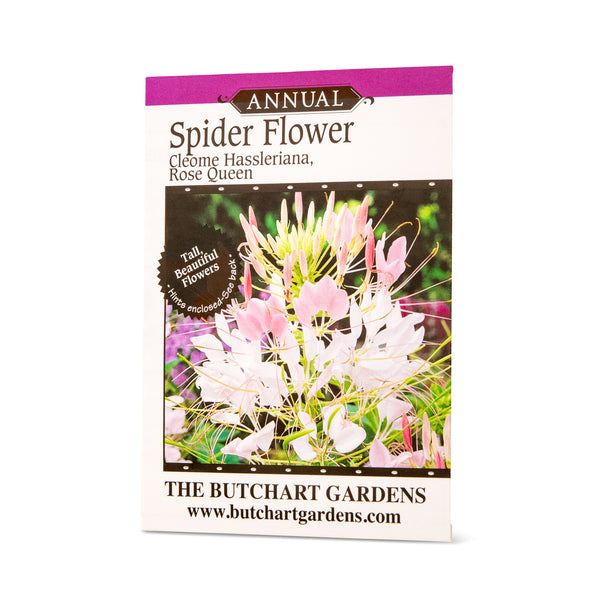 SEED SPIDER FLOWER