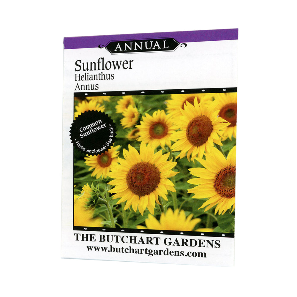 SEED SUNFLOWER HELIANTHUS ANNU