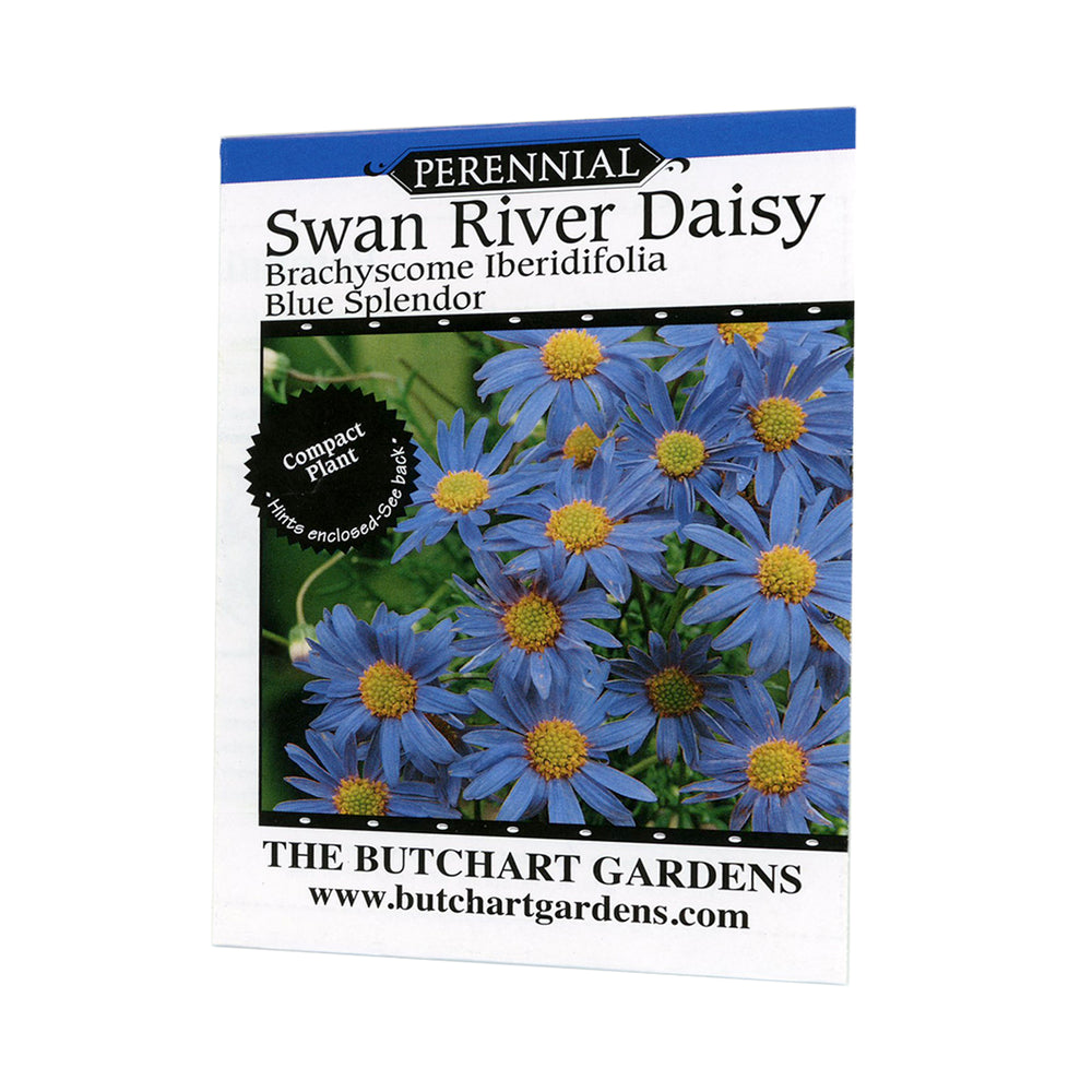 SEED SWAN RIVER DAISY BLUE