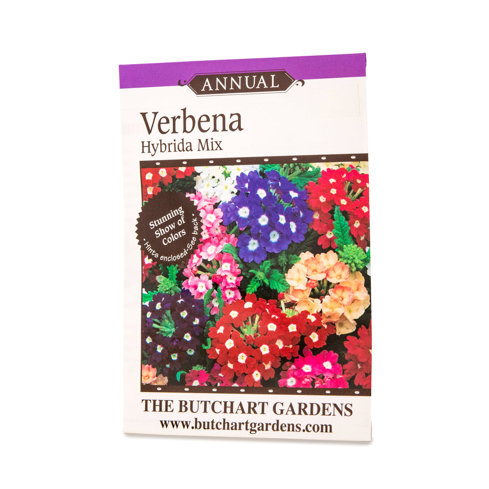 SEED VERBENA