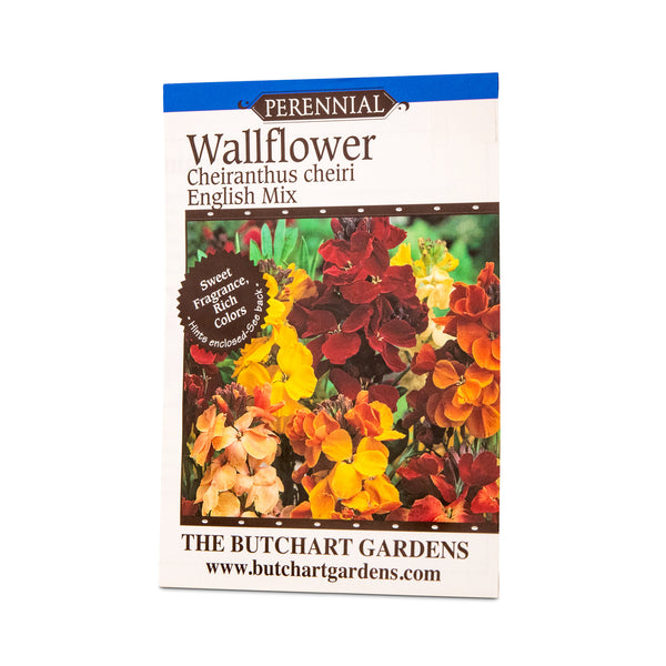 SEED WALLFLOWER ENGLISH