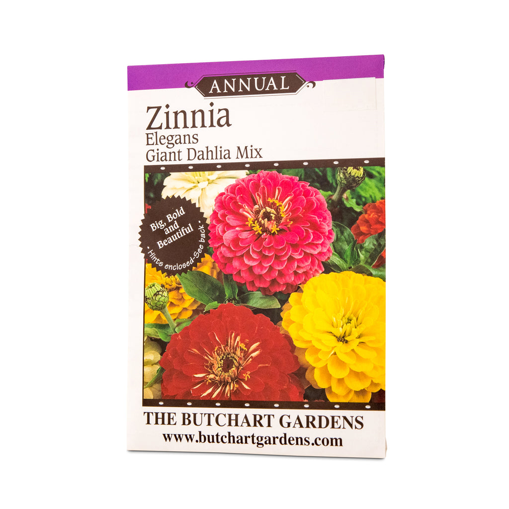 giant dahlia seeds SEED ZINNIA GIANT DAHLIA – The Butchart Gardens Seed & Gift Store