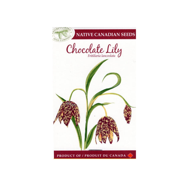 SEEDS CHOCOLATE LILY