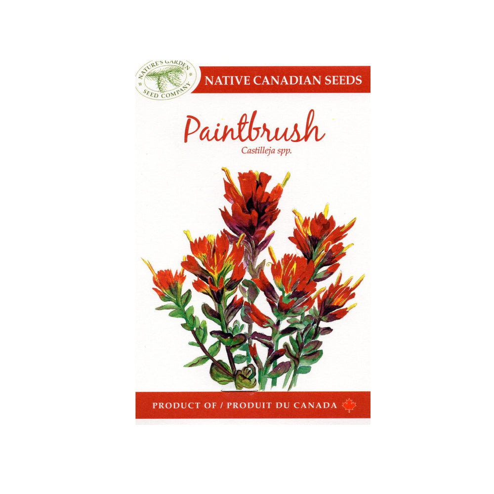 SEEDS PAINTBRUSH