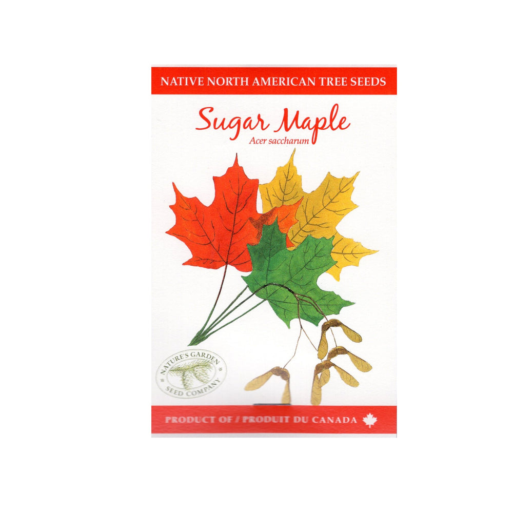 SEEDS TREE SUGAR MAPLE