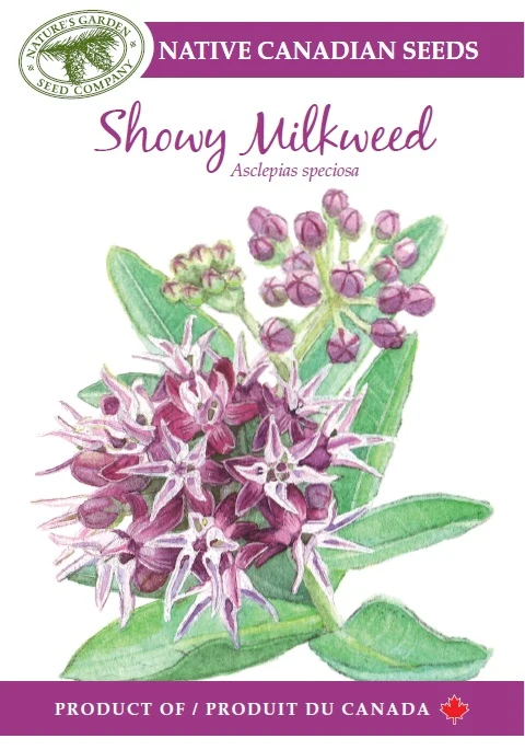 SEEEDS SHOWY MILKWEED