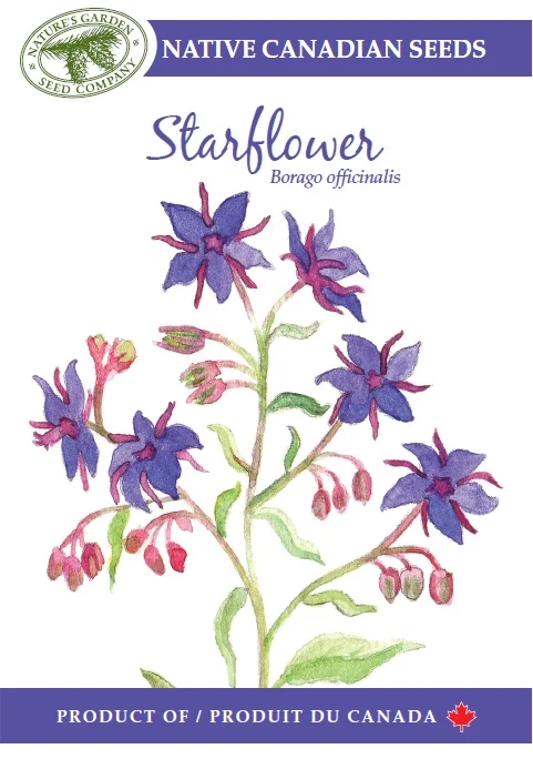 SEEDS STARFLOWER