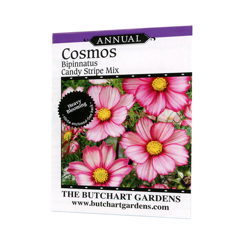 COSMOS CANDY STRIPE